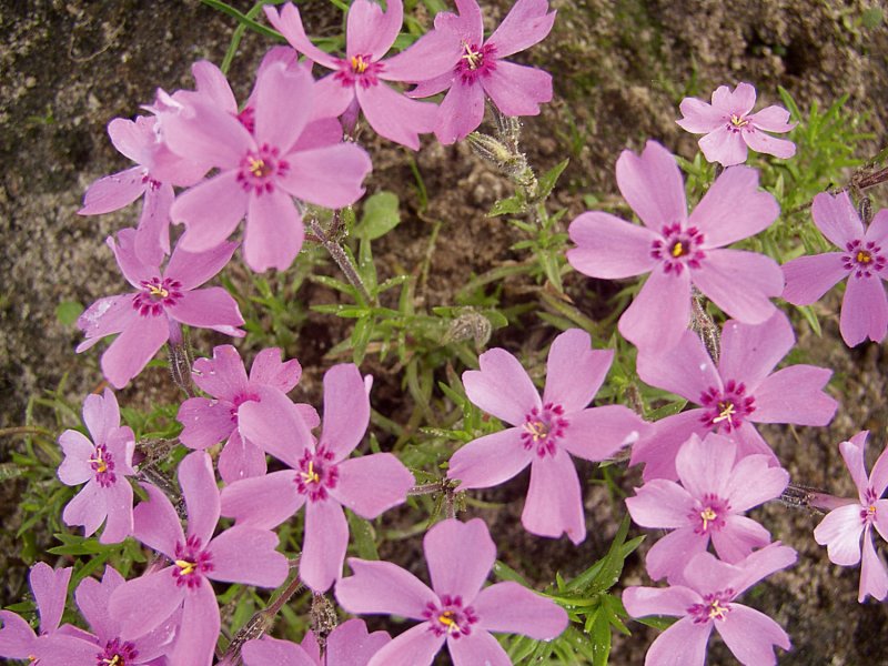 Phlox subulata Atropurpurea