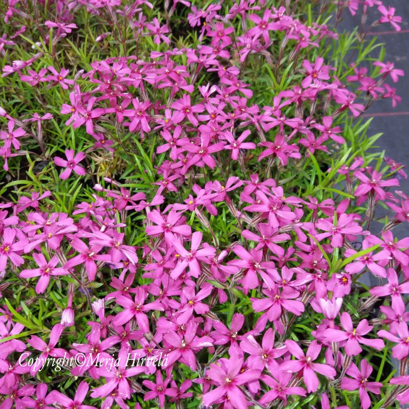 Флокс шиловидный (Phlox subulata)