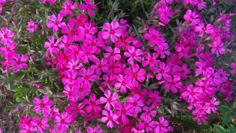 Флокс шиловидный Atropurpurea