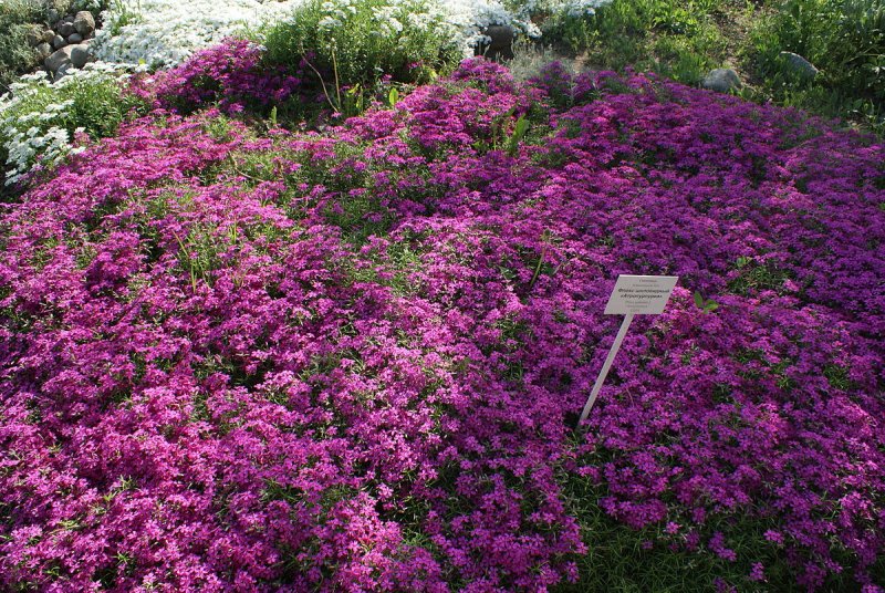 Флокс Phlox subulata Atropurpurea