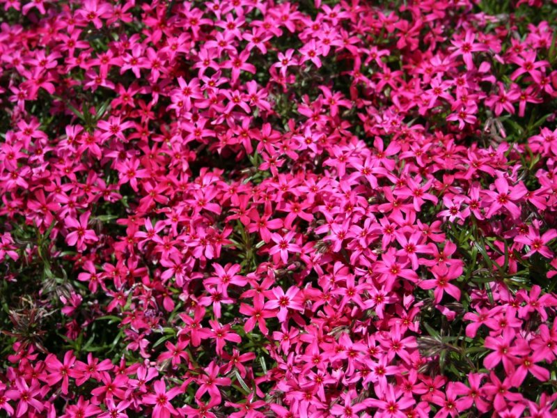 Флокс шиловидный Atropurpurea