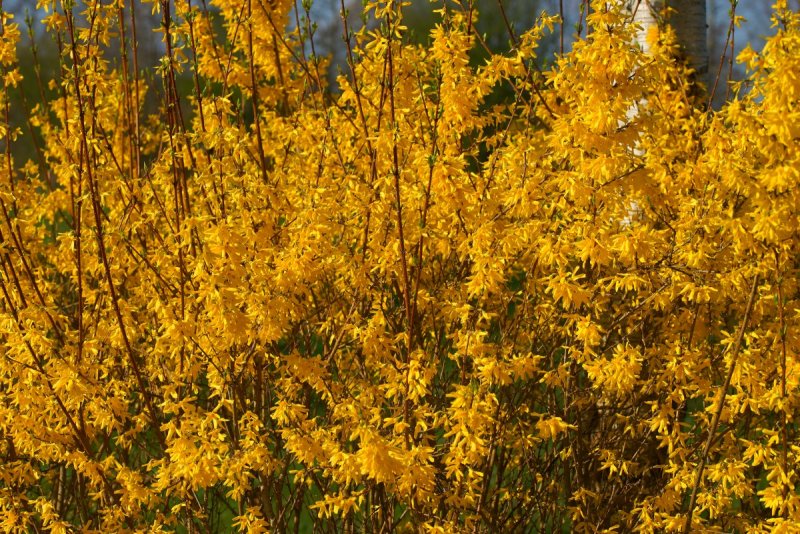 Форзиция ЖИРАЛЬДА (Forsythia giraldiana)