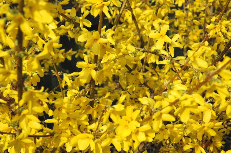 Форзиция средняя Forsythia Intermedia