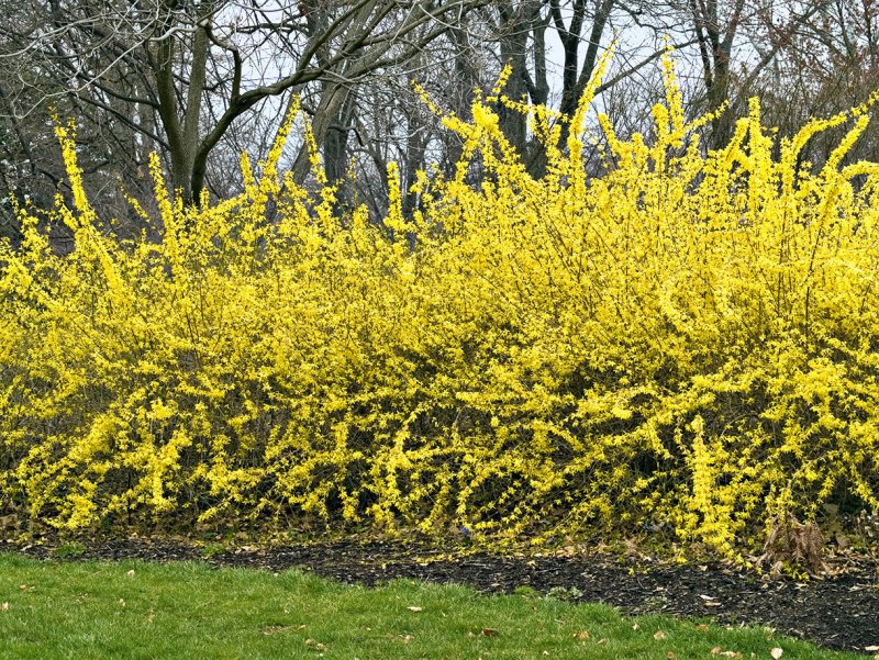 Forsythia (форзиция) Maluch