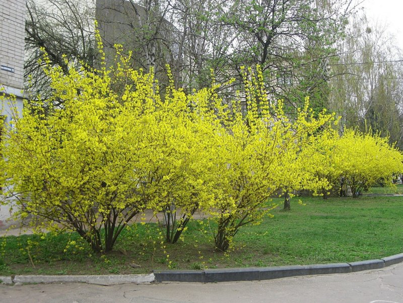 Форзиция европейская — Forsythia europaea