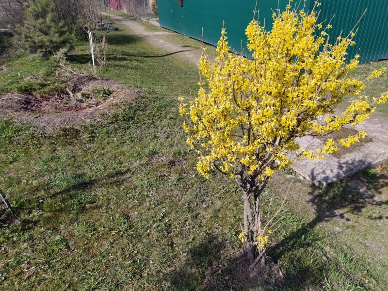 Forsythia Intermedia MINIGOLD