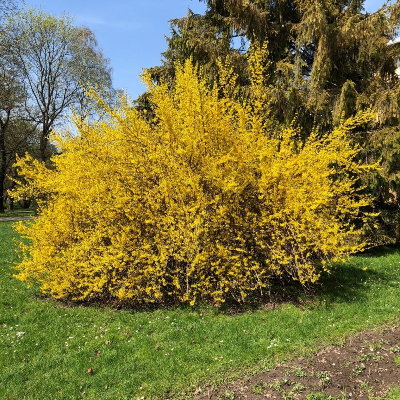 Форзиция европейская — Forsythia europaea