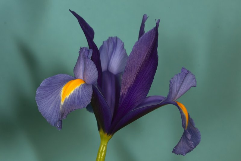 Ирис Iris sibirica Sun Grooves