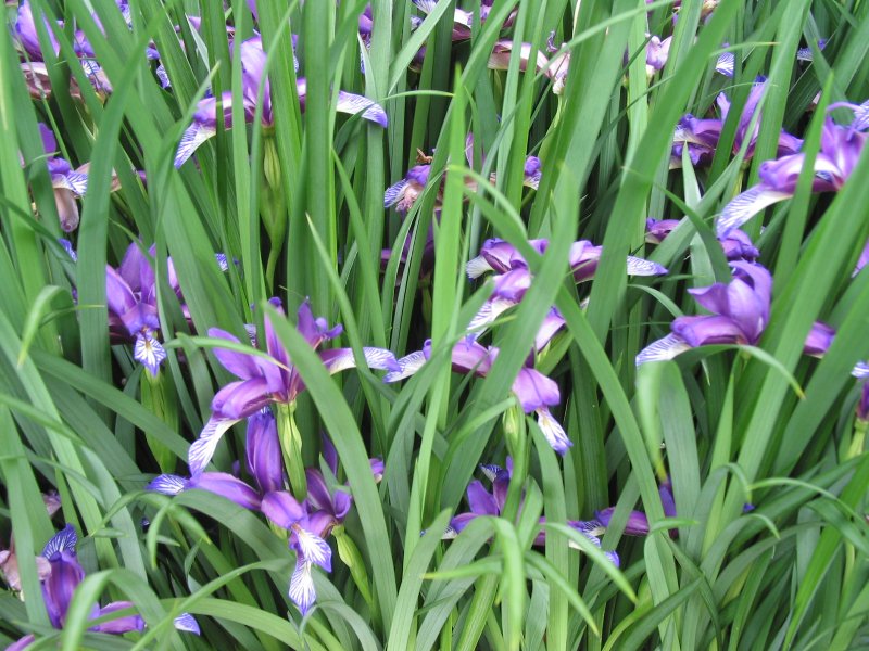 Ирис Iris sibirica Sun Grooves