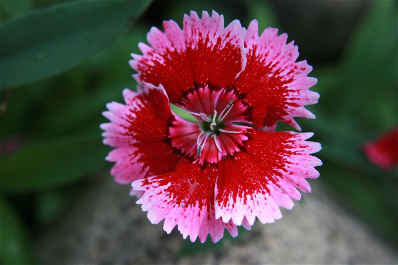 Гвоздика Dianthus Alpinus