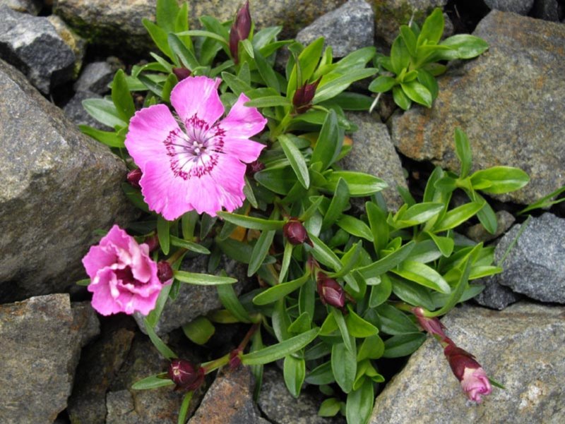 Гвоздика Альпийская Dianthus Alpinus