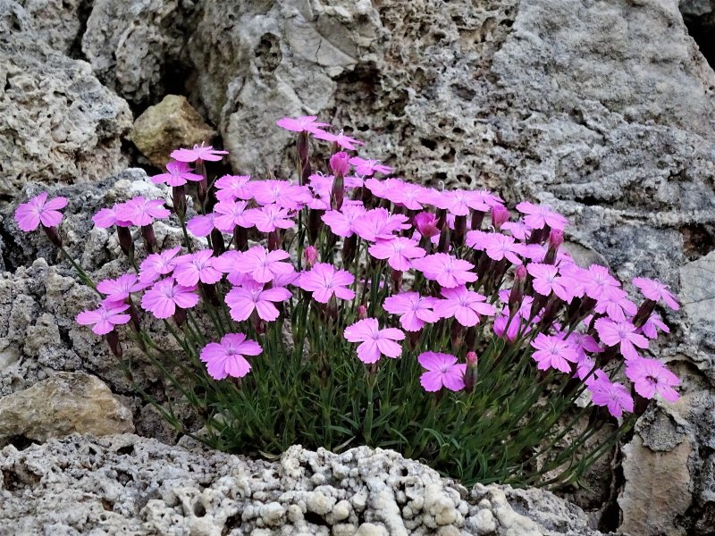 Гвоздика Альпийская Dianthus Alpinus (75 фото)