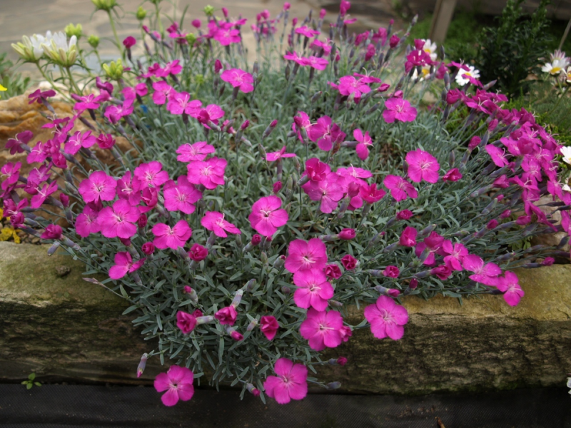 Гвоздика блестящая — Dianthus nitidus
