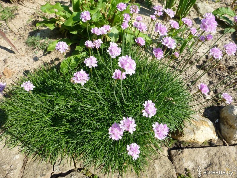 Dianthus Alpine Slide Outdoor Mix