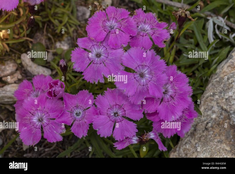 Dianthus subacaulis