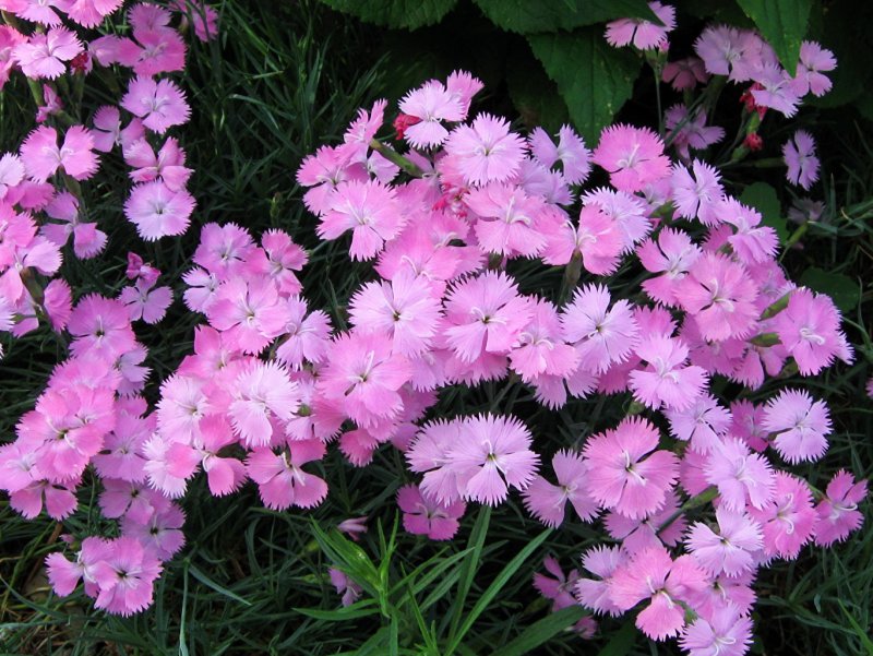 Гвоздика травянка (Dianthus deltoides)