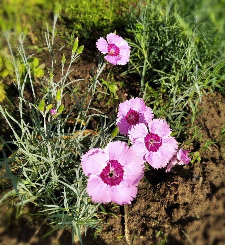 Гвоздика Dianthus Alpinus белая