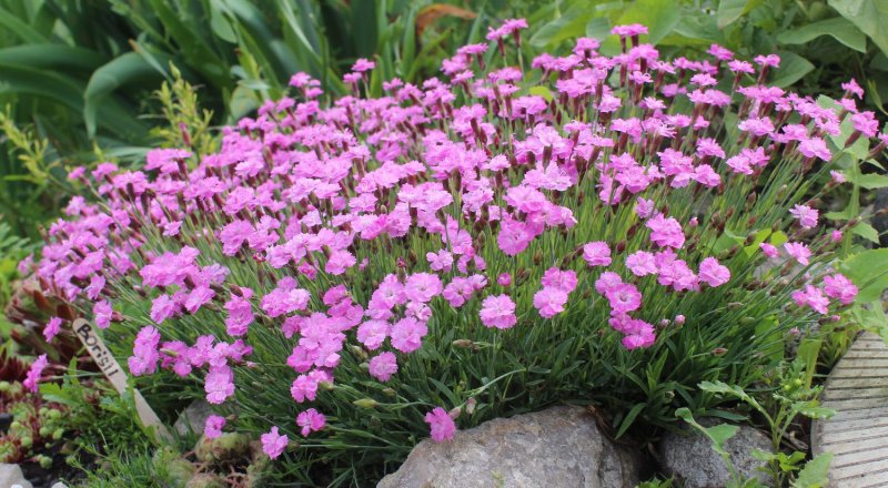 Гвоздика блестящая — Dianthus nitidus