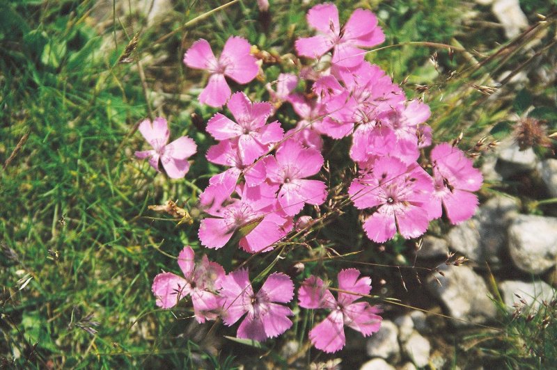 Гвоздика Альвуда Alpinus