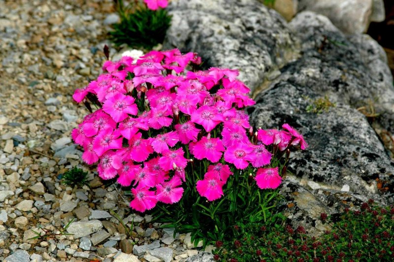 Гвоздика Dianthus Alpinus