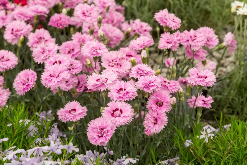 Гвоздика травянка (Dianthus deltoides) Brilliant