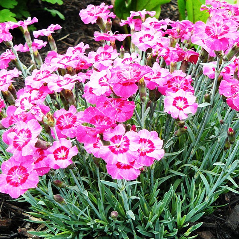 Гвоздика Альпийская Dianthus Alpinus Rubin