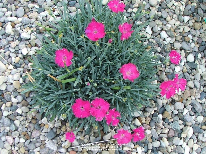 Dianthus gratianopolitanus Pink Jewel