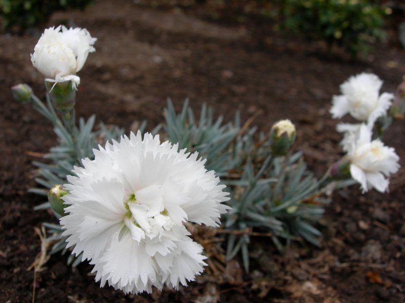 Гвоздика Альпийская Dianthus Alpinus