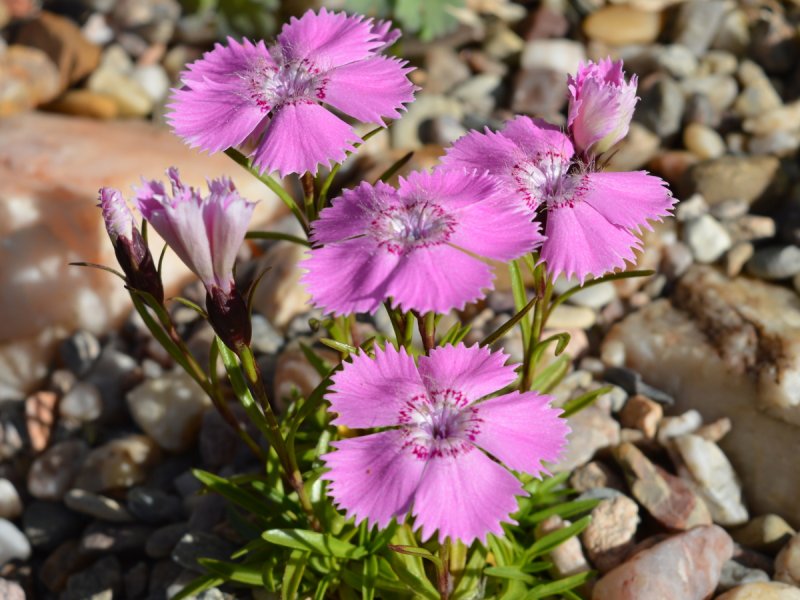 Гвоздика Альпийская Dianthus Alpinus