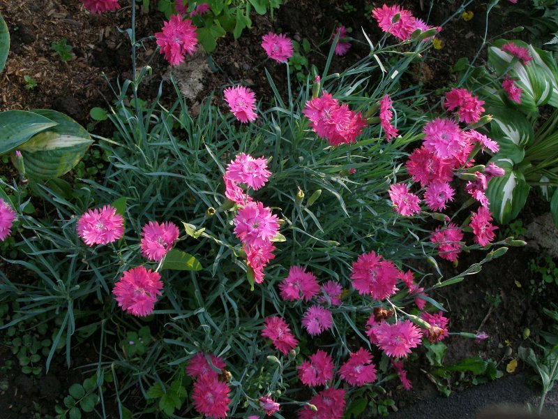 Dianthus gratianopolitanus