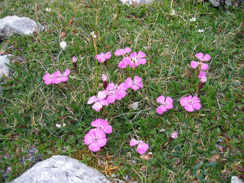 Гвоздика Альпийская Dianthus Alpinus