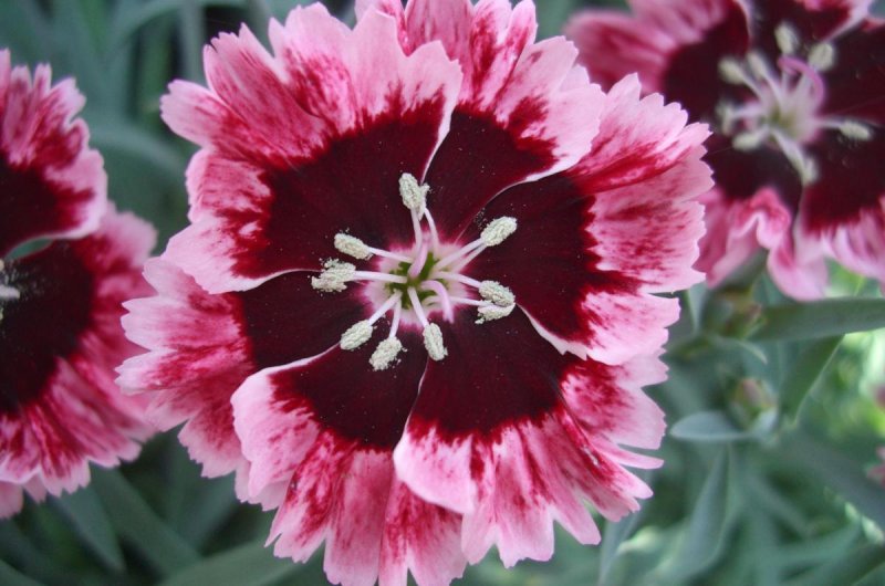 Гвоздика Dianthus gratianopolitanus Rubin
