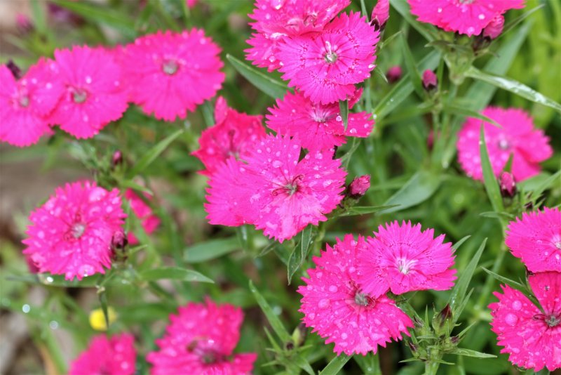 Гвоздика Альпийская (Dianthus alpinum `Rose Star`)