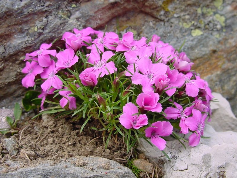 Гвоздика Альпийская Dianthus Alpinus