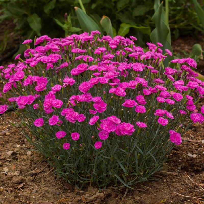 Dianthus gratianopolitanus