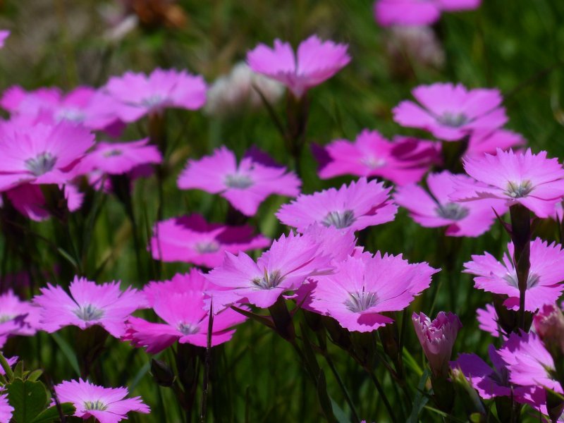 Гвоздика турецкая Purple bicolor