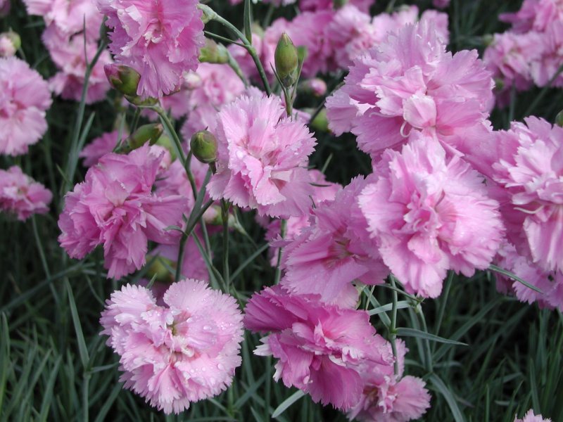 Dianthus gratianopolitanus