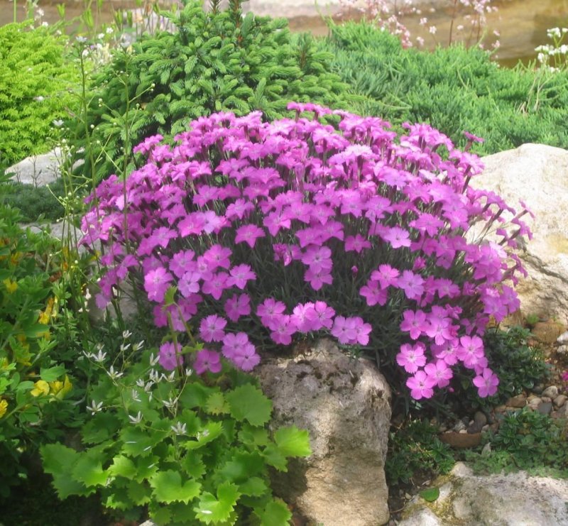 Dianthus glacialis SSP.Gelidus