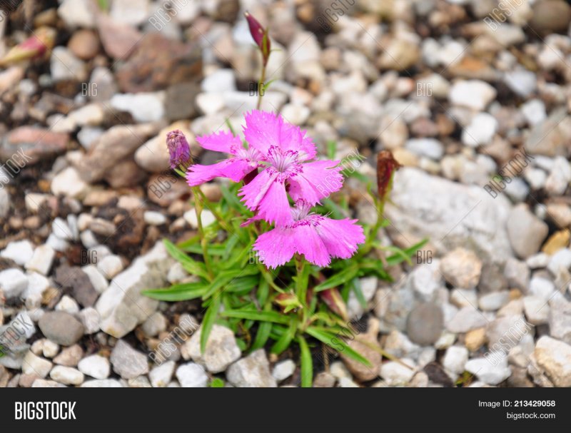 Гвоздика Альпийская (Dianthus alpinum `Rose Star`)