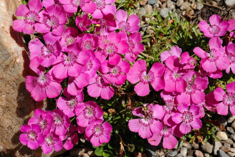 Гвоздика Альпийская Dianthus Alpinus