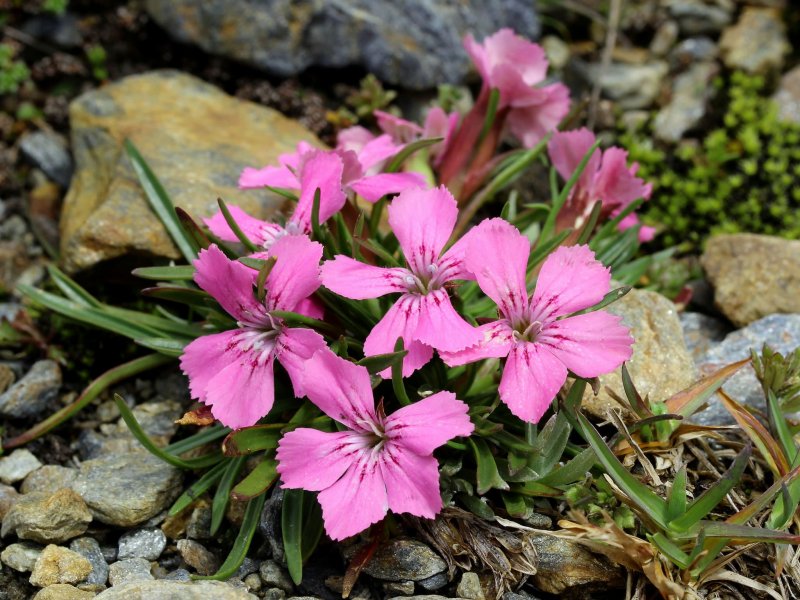 Dianthus glacialis