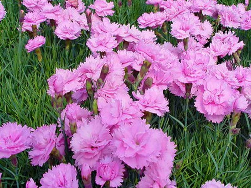 Гвоздика Альпийская Dianthus Alpinus