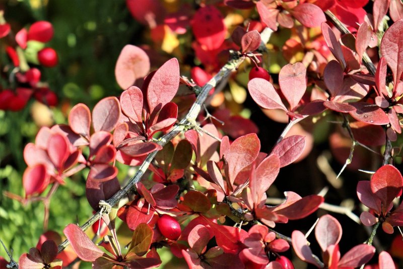 Барбарис Тунберга - Berberis thunbergii 'Coronita'