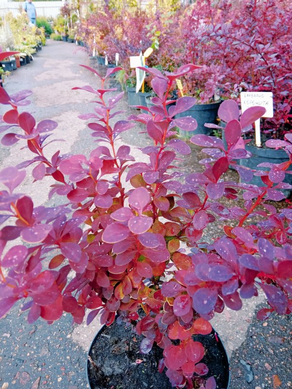 Berberis thunbergii Sensation