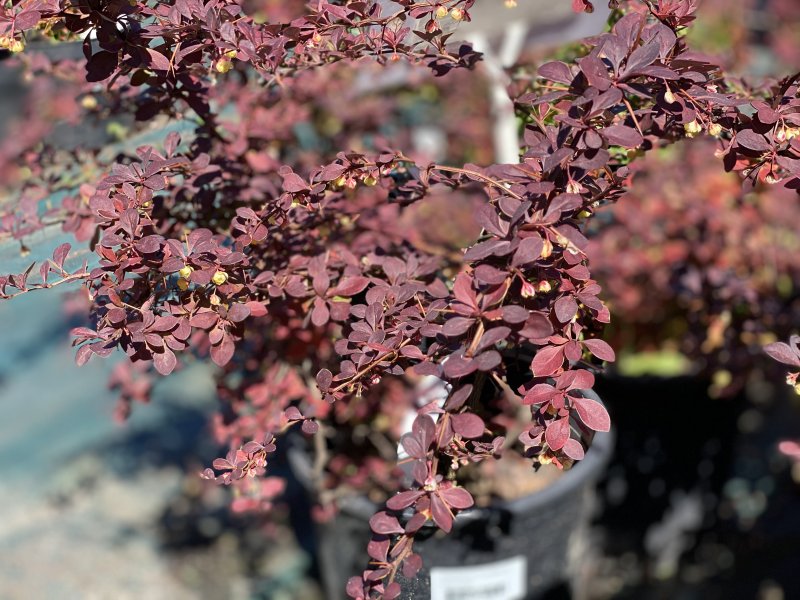 Berberis thunbergii (Барбарис Тунберга) 'Red Carpet'