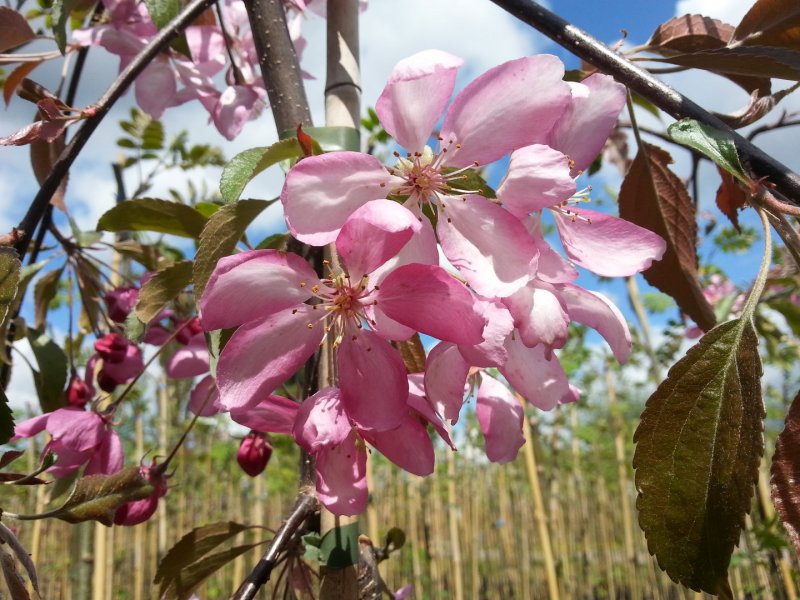 Malus 'Cheal's Weeping'
