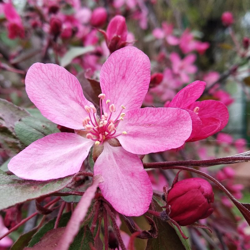 Яблоня "роялти" - Malus "Royalty"