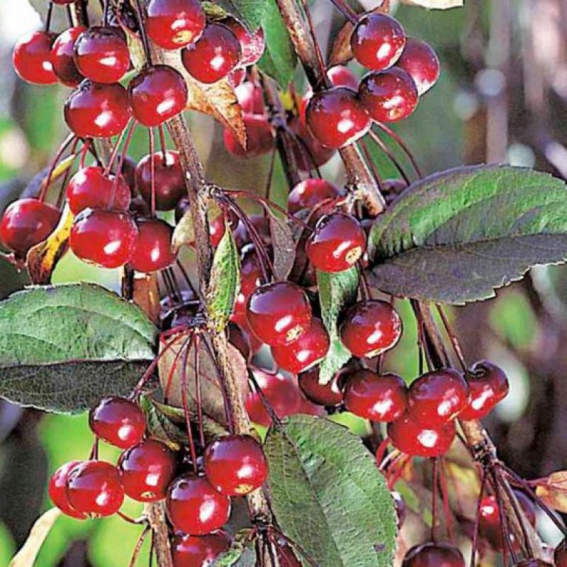 Яблоня "Роял Бьюти" (Malus 'Royal Beauty')
