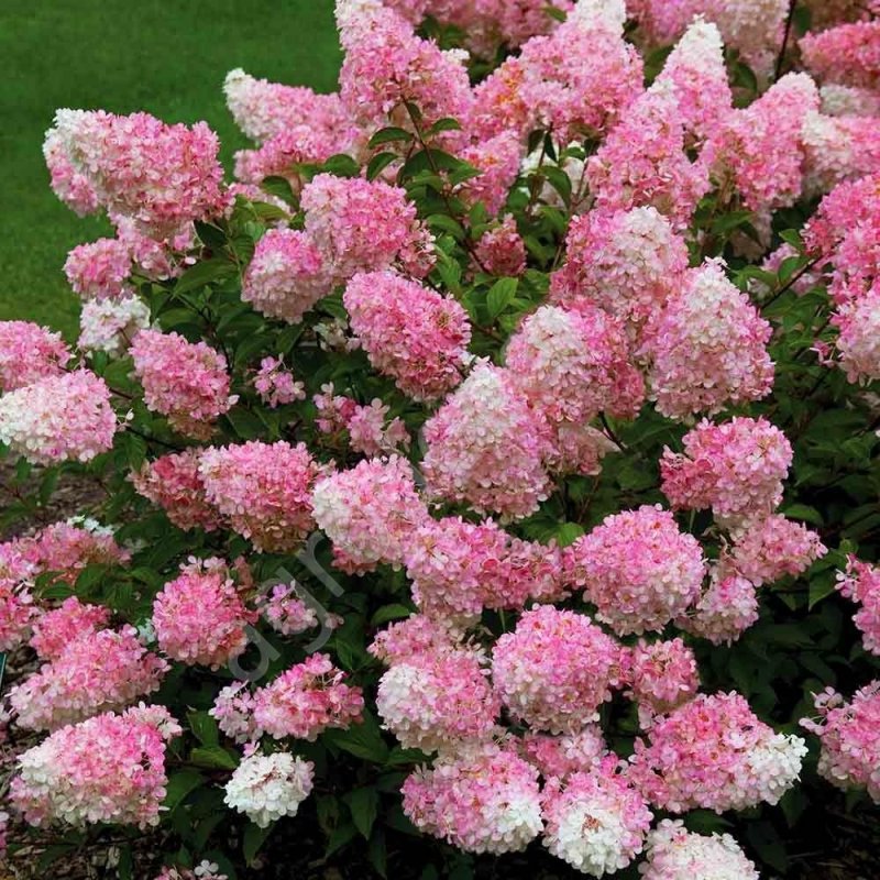 Гортензия метельчатая Vanille Fraise