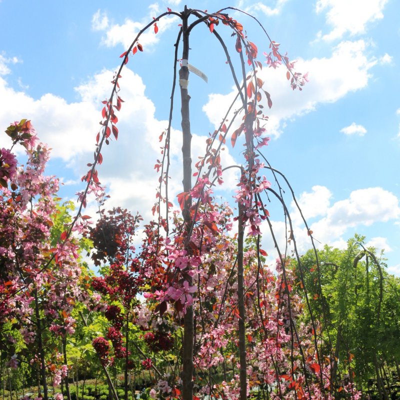 Яблоня "Роял Бьюти" (Malus 'Royal Beauty')